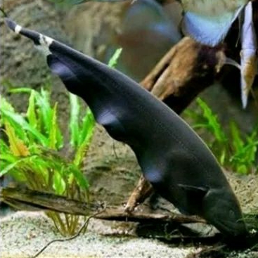 

HIASAN AQUARIUM/BLACK GHOST UKURAN 4 CM