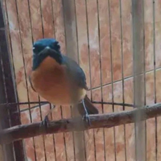 BURUNG TLEDEKAN GUNUNG JANTAN SMTRA