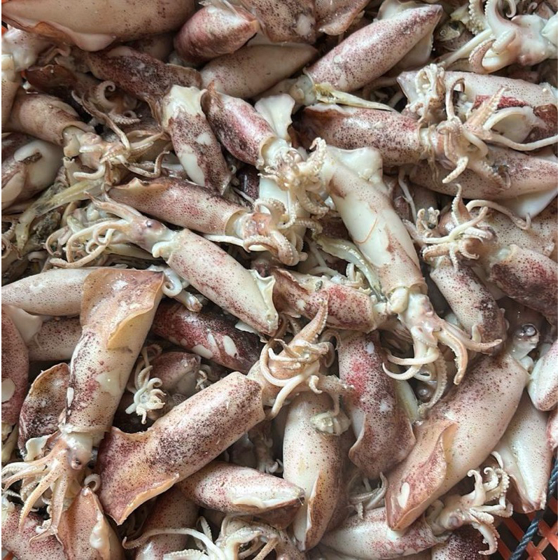 

Cumi asin sotong sedang kualitas terbaik