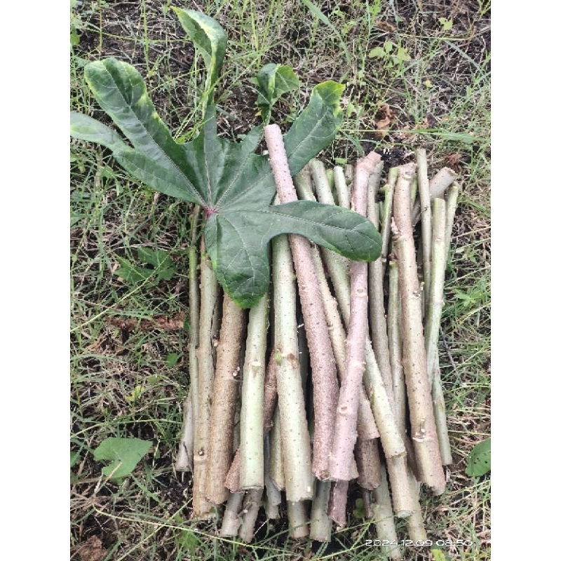 

Telo / Singkong papua pakan Ternak panjang 30-35cm