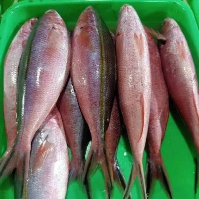 

ikan pisang pisang 500 gr & 1 kg