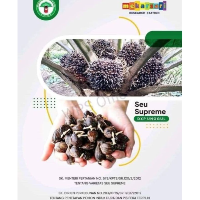 Harga Per Butir 9000/biji Benih Sawit SEU SUPREME original