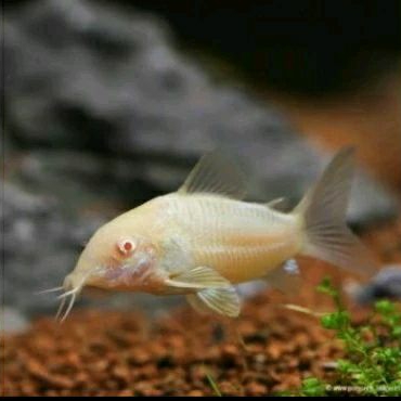 

HIASAN AQUARIUM - CORYDORAS ALBINO UKURAN L