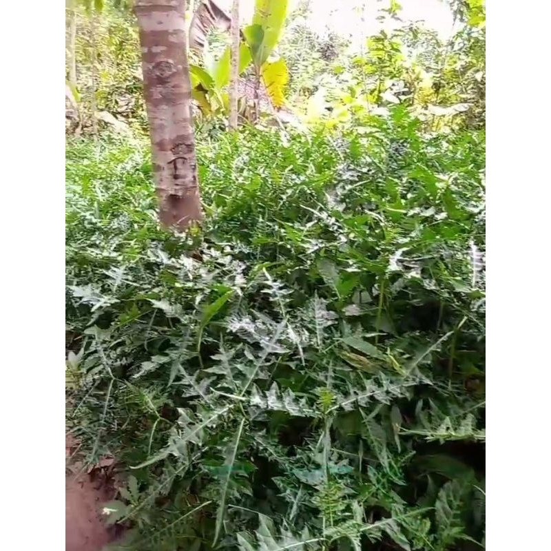 

Daun daruju per 1kg