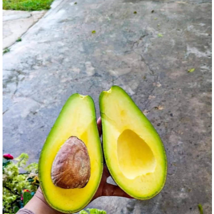 

Alpukat Mentega Size Super 1 kg isi 2/3 GARANSI !!!