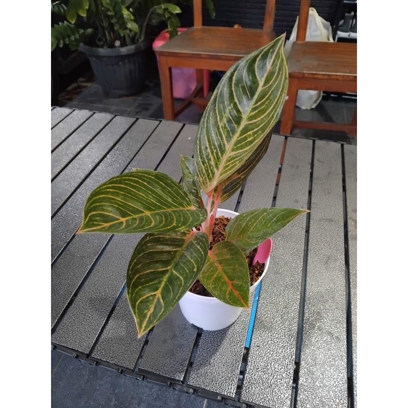 Aglonema Kresna Golden