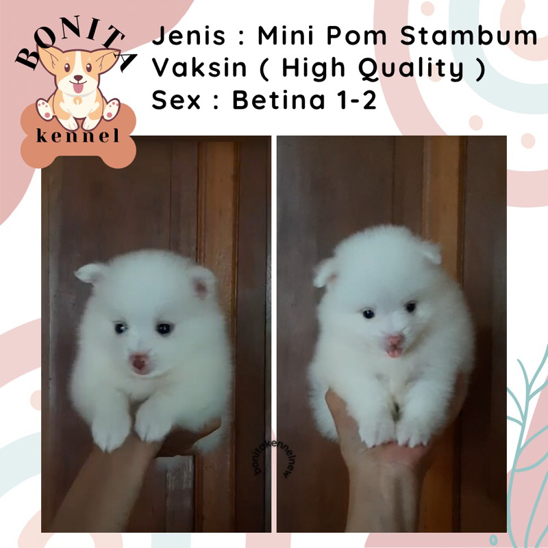 Super Mini Pom Stambum Jantan Betina Particolor Sable Anak Anjing Minipom Mini Pomeranian