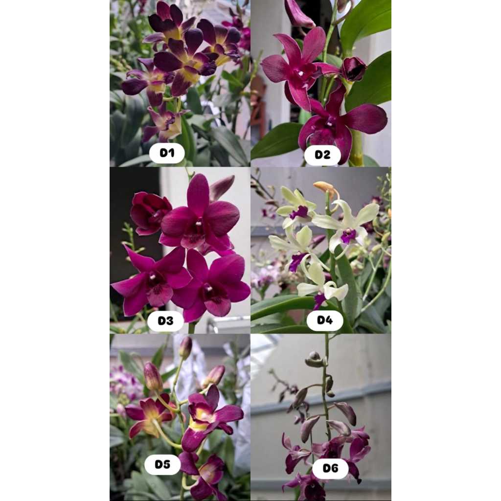 Anggrek Dendrobium Dewasa Berbunga Besar