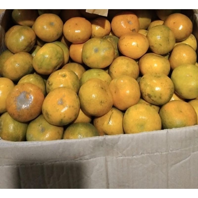 

Indukbuah Buah Jeruk Medan 1 Keranjang 10kg