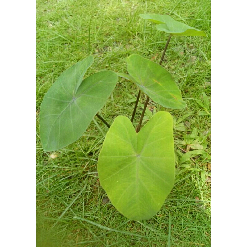 Beli 2 Gratis 1 Colocasia Blue Hawai/Black Marble Lokal