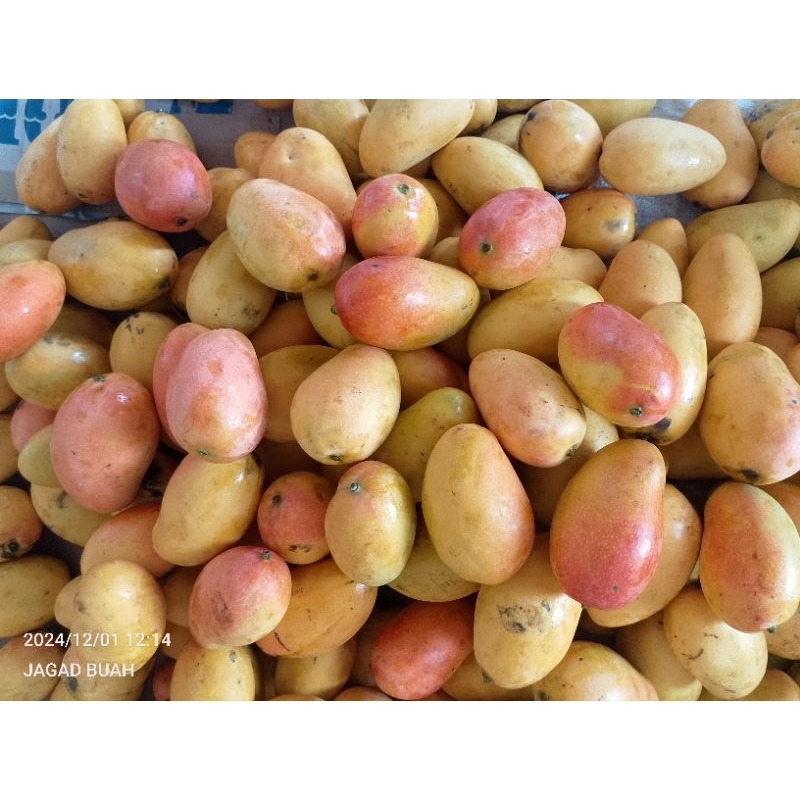 

Mangga Podang asli Kediri suluhan masak pohon