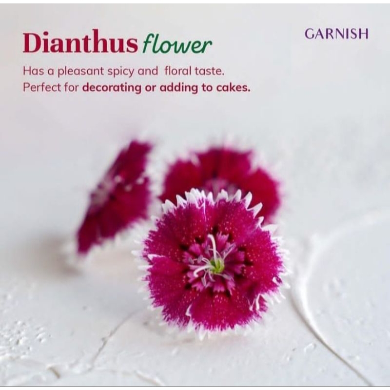 

Dianthus Flowers