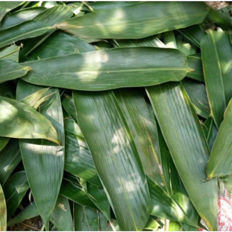 

daun bambu segar 1pcs