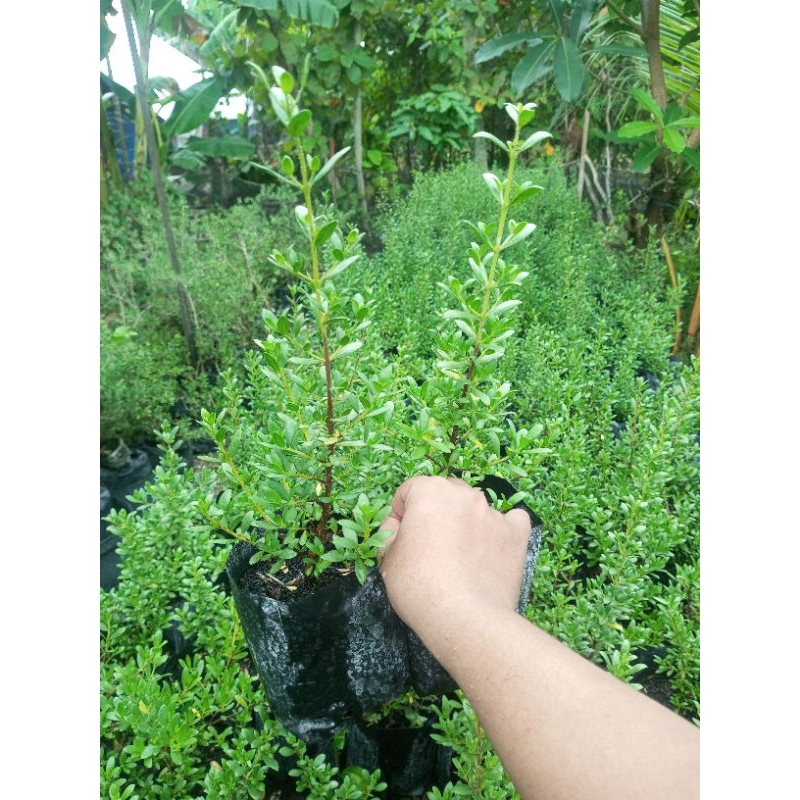 Bibit santigi/bahan bonsai santigi/santigi hasil semai biji/santigi mawar/santigi nusa barong/stigi