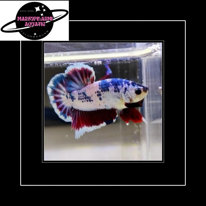 hiasan cupang plakat fancyy