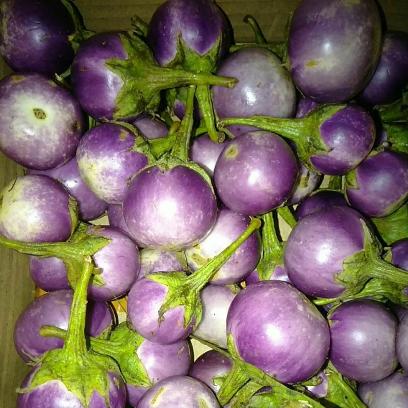 

Buah Terong Terung Ungu Bulat lalap