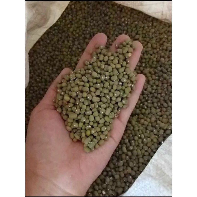 

Kacang Hijau