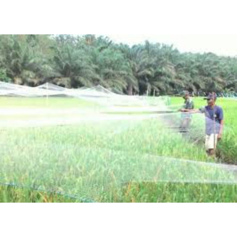 Silvisedut Jaring Burung 1 1/4 Inch 3X90 Meter / Jaring Burung Pipit Dan Emprit / Jaring Penutup