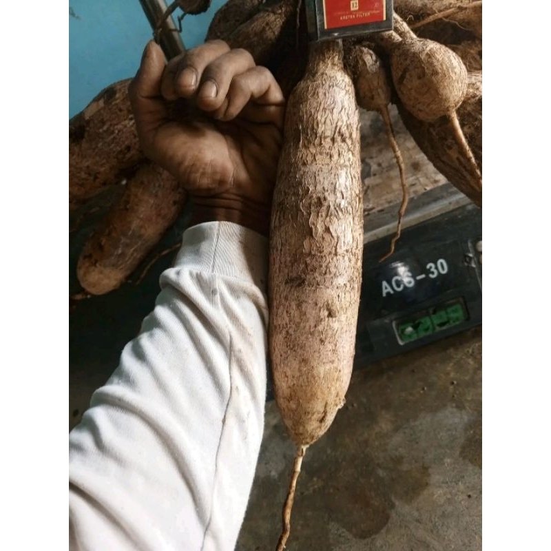 

BIBIT STEK POHON SINGKONG MENTEGA MURAH FRES 10 PCS