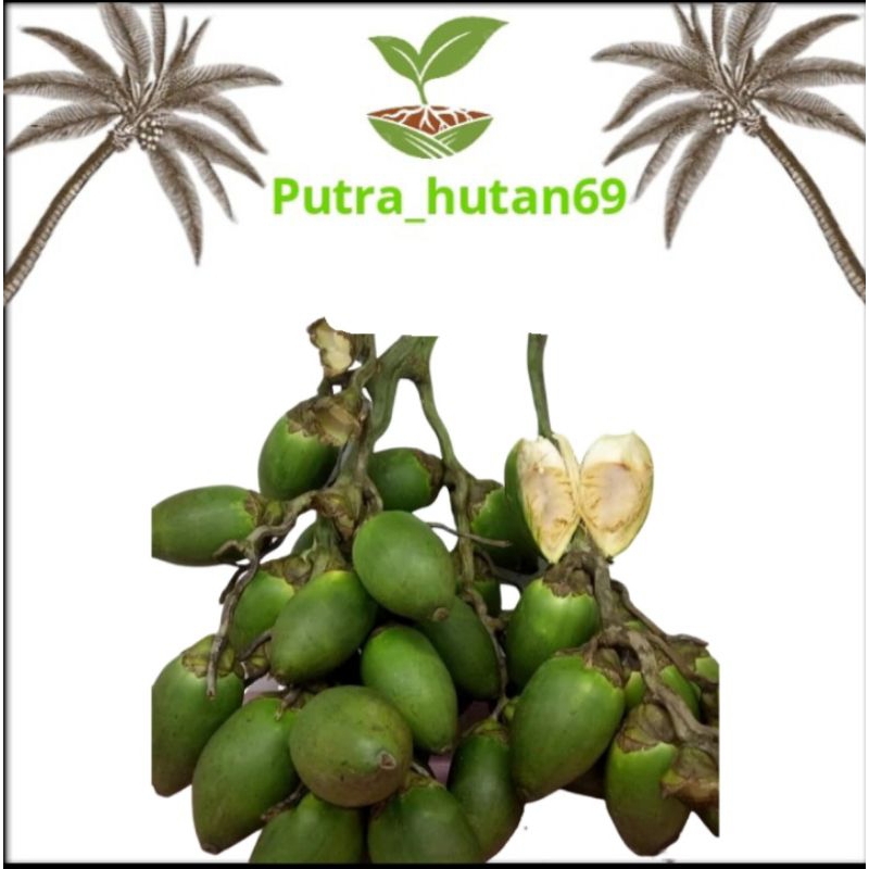 

buah pinang muda/jambe muda/jebug muda segar fresh 1kg