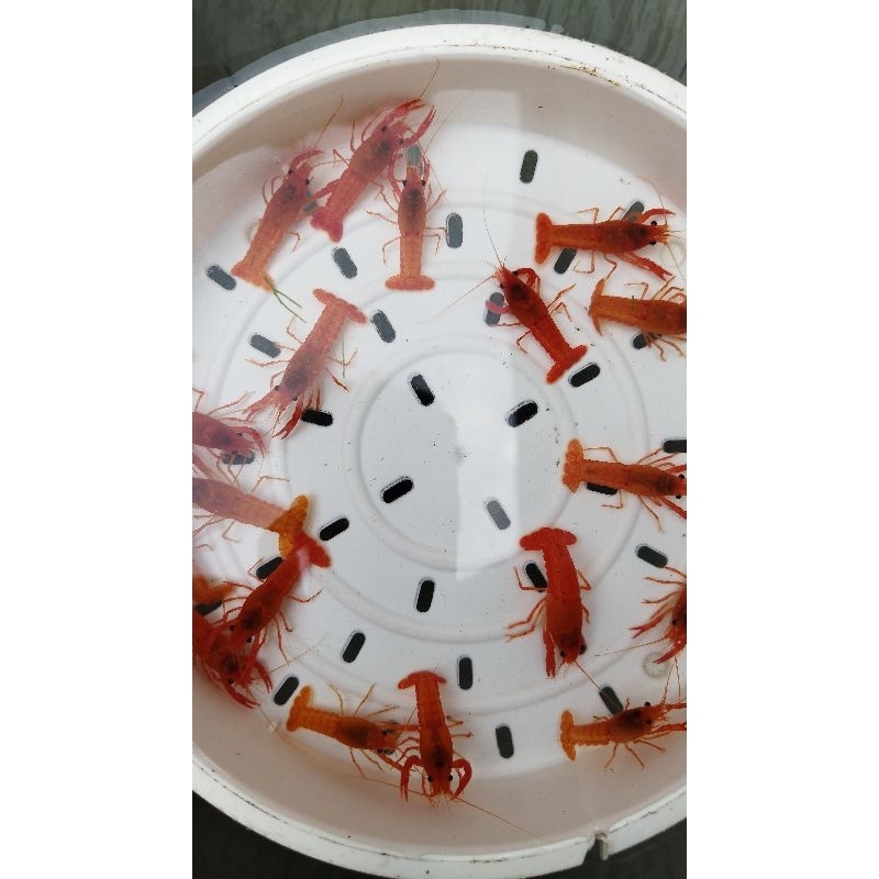 BIBIT UDANG LOBSTER MERAH AIR TAWAR SIZE 5-6 CM (PAKET 5EKOR) 2 JANTAN 3BETINA