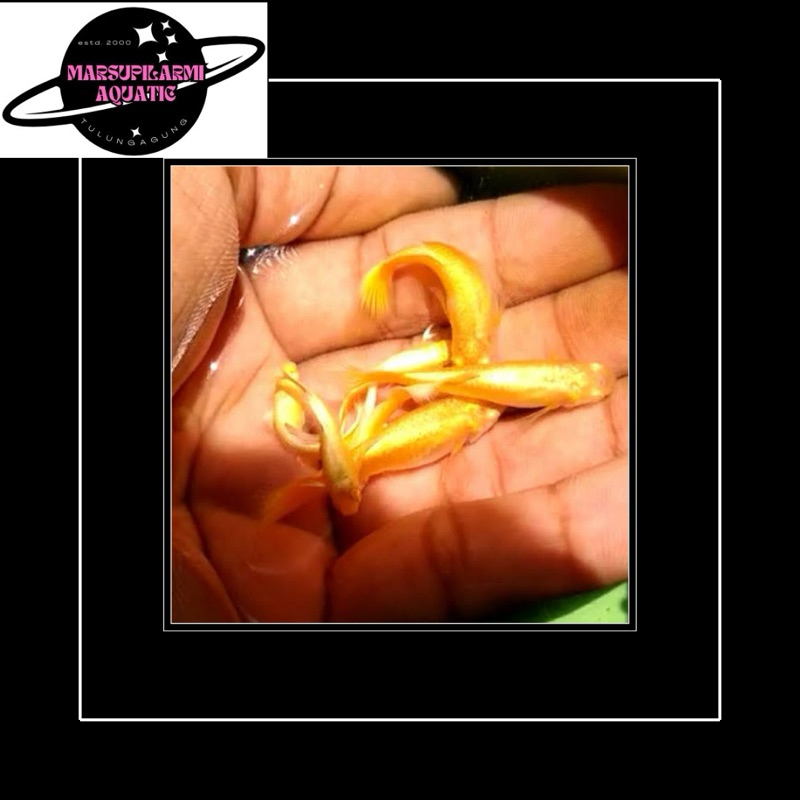 free packing guppy super gold jantan