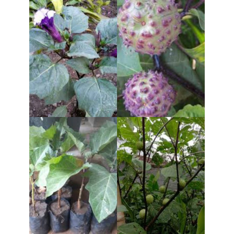 Promo bibit kecubung/cubung ungu