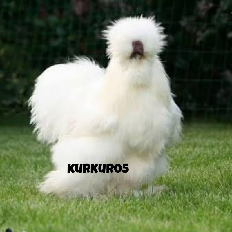 

TELUR FERTIL AYAM HIAS SILKY AYAM KAPAS UNTUK DI TETASKAN