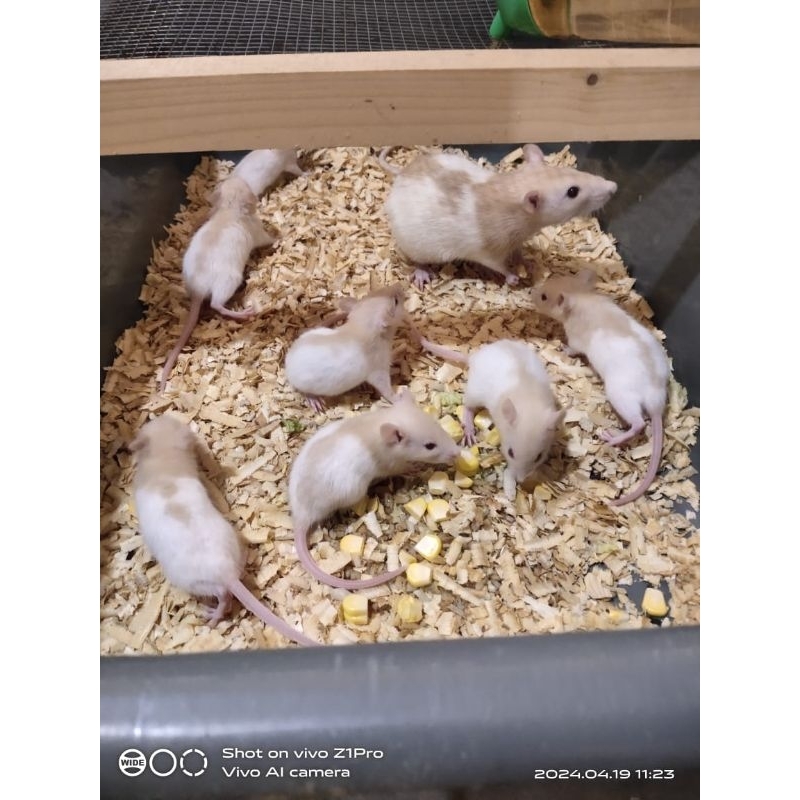 tikus putih rat sapih (25-40 gram)