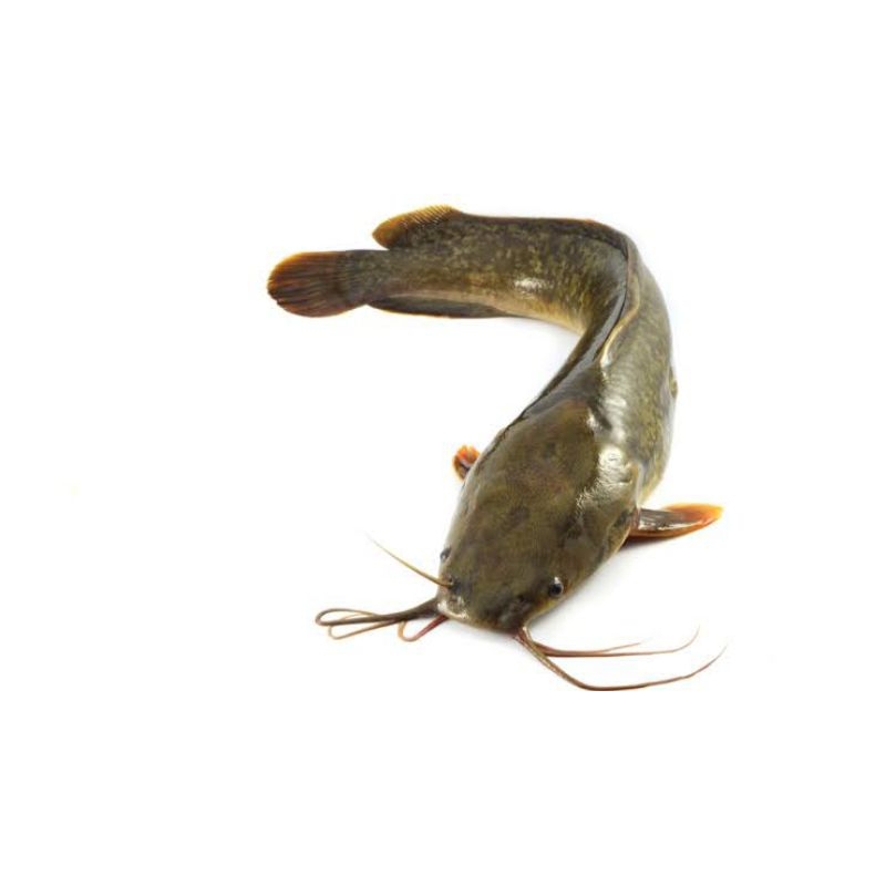 

Ikan Lele Segar / Berat 1 kg / 500 gram