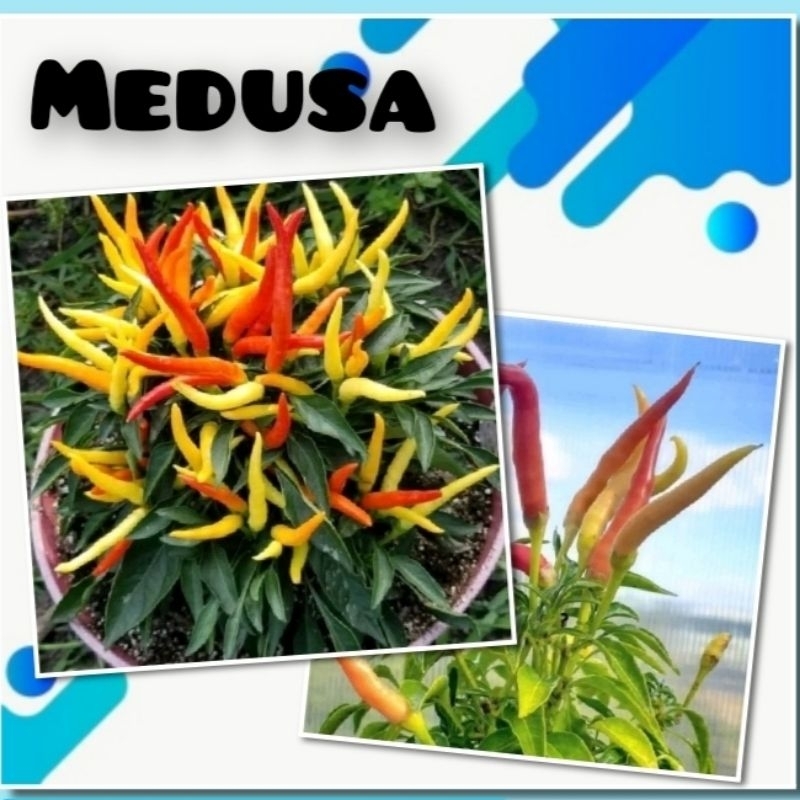 Benih Cabe Hias Medusa Bibit Tanaman Cabai Pelangi