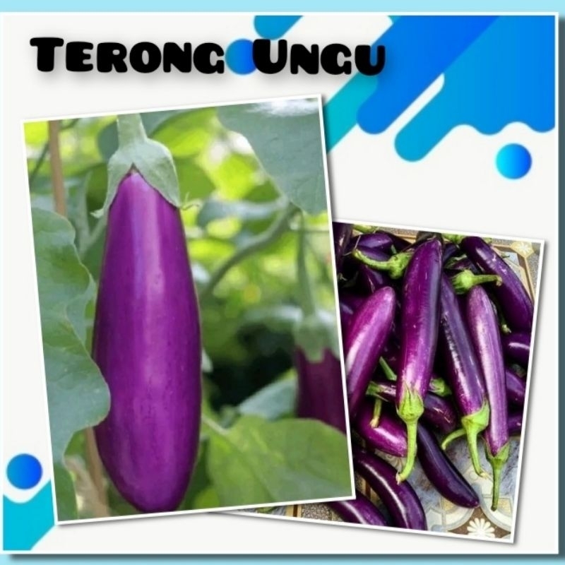 Bibit Sayuran Terong Ungu Benih Sayur Cap Panah Merah