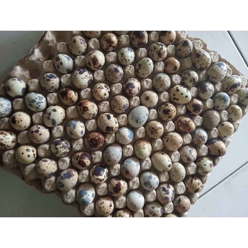 

telorpuyuh250gr