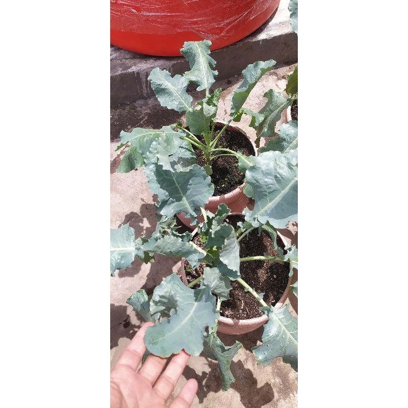 

BIBIT BUNGA KOL PUTIH