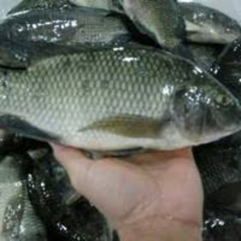 

ikan Nila 1kg isi 4-12