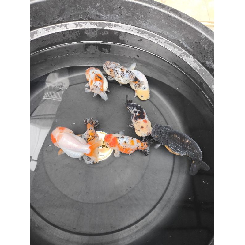 Ikan Mas Koki Ranchu Lionchu Size 11,5 - 13,5 cm