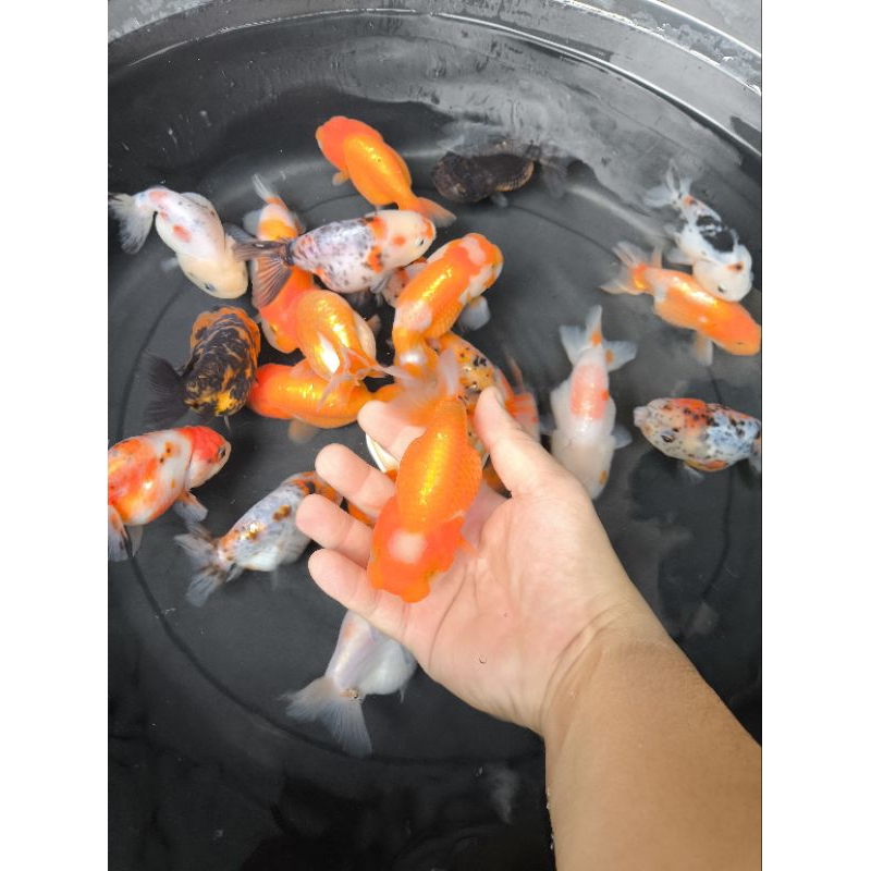 Ikan Mas Koki Ranchu Lionchu Size 10-11 cm
