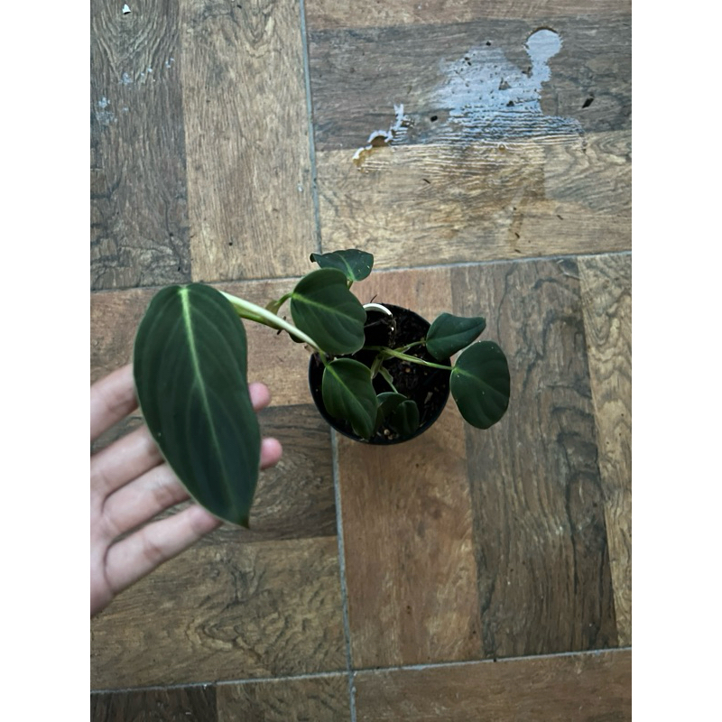 Tanaman Hias Philodendron Gigas - Philo Gigas