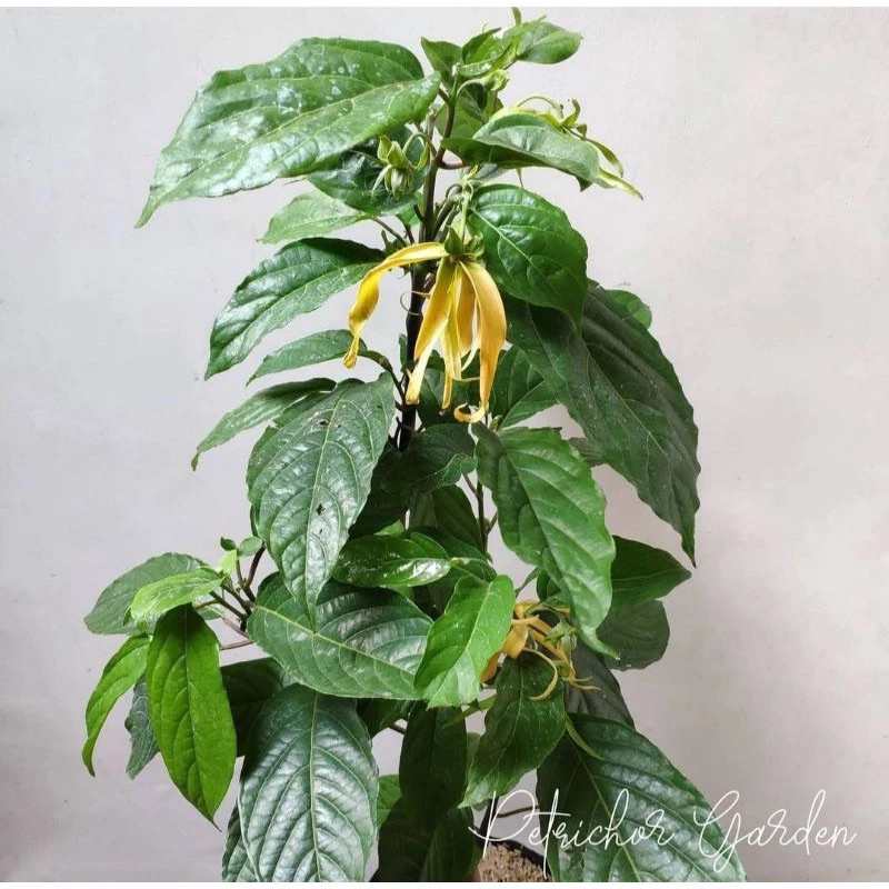 BUNGA KENANGA KUNING SUPER WANGI