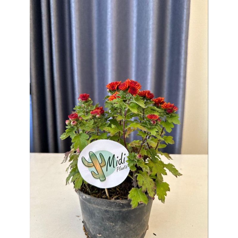 Tanaman hias bunga krisan aster merah maroon isii 5 6 batang