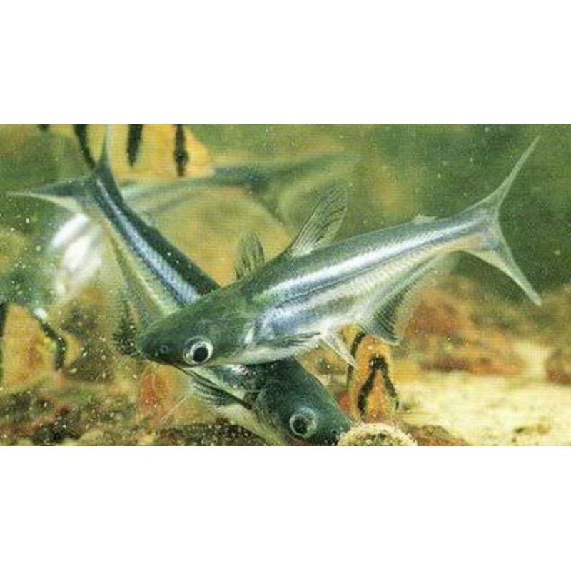 ikan hias patin hitam panggasius ONLY GOJEK