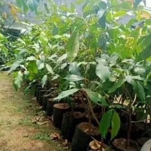 Bibit jambu air dalhari, hasil cangkok