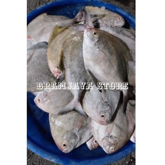 

Ikan Dorang Hitam Fresh Di Bersihkan