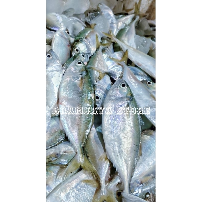 

Ikan Kembung Fresh DiBersihkan