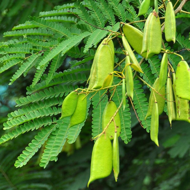 20 Biji - Bibit Benih Tanaman Kayu Secang