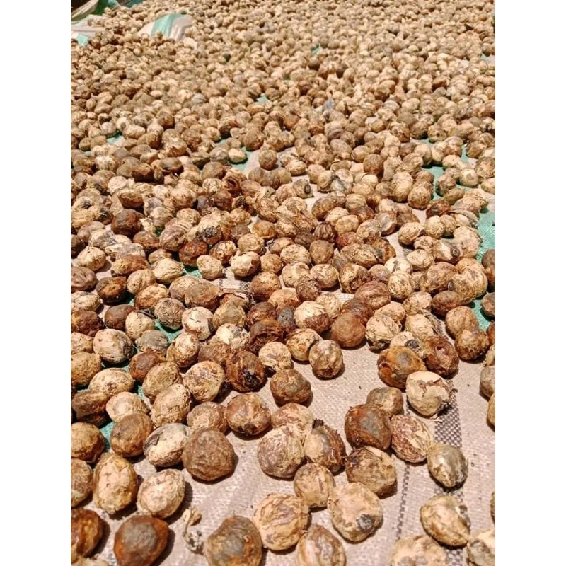 

kemiri utuh super belum kupas 1kg