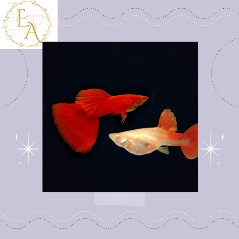 replika hiasan aquarium guppy afr mata merah sepasang