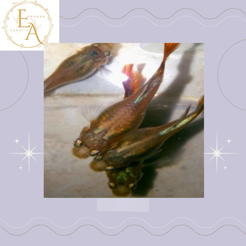 replika hiasan betina guppy prtde full telur siap brol