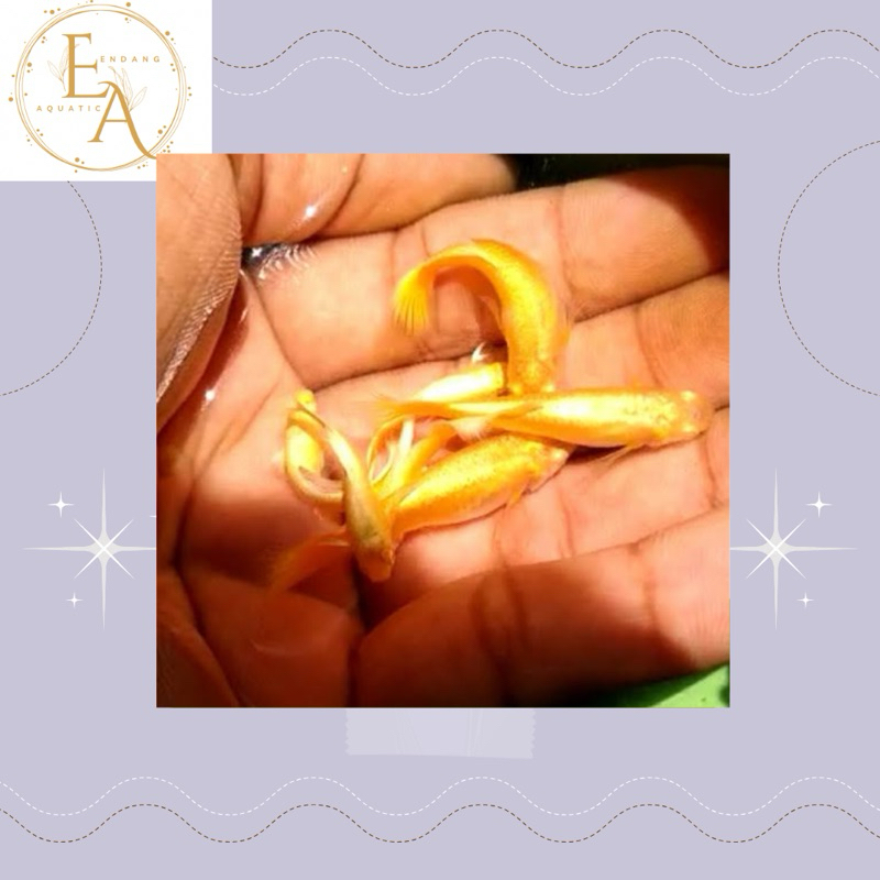 hiasan aquarium guppy jantan super gold