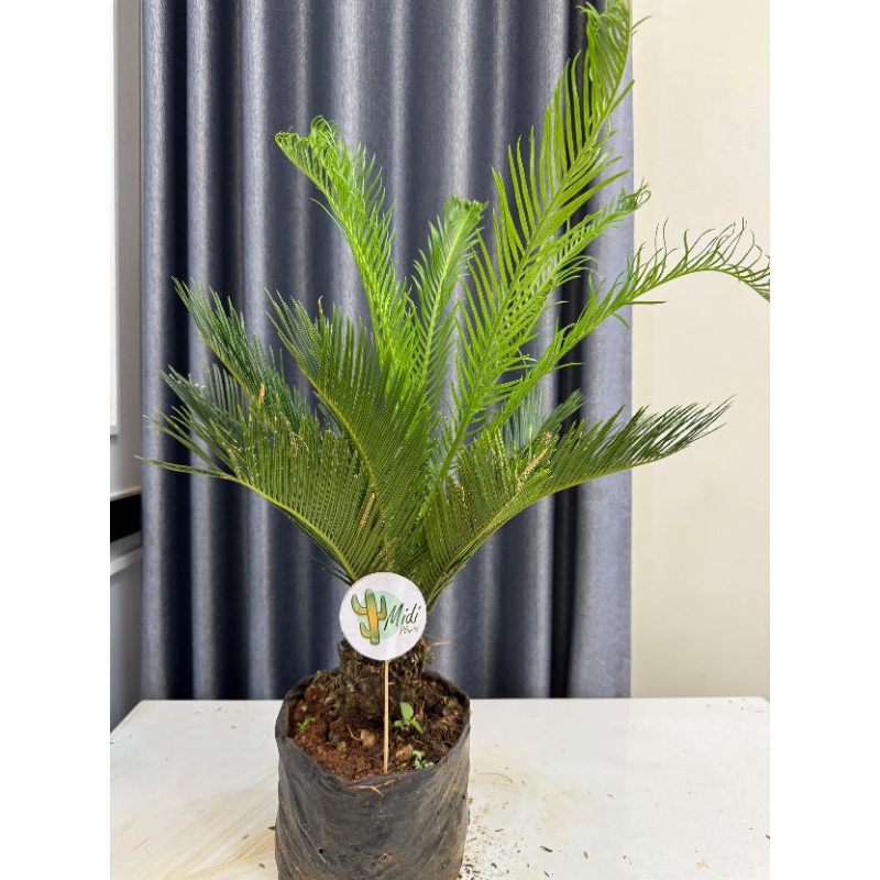 Tanaman hias pakis haji sikas